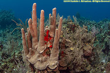 pillar coral